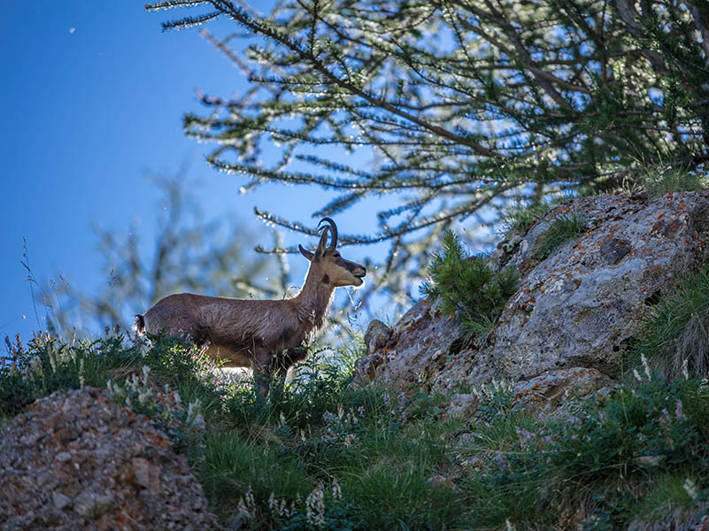 faune sauvage dans le Val d'Allos