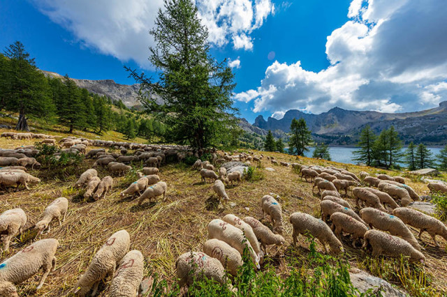 Pastoralisme