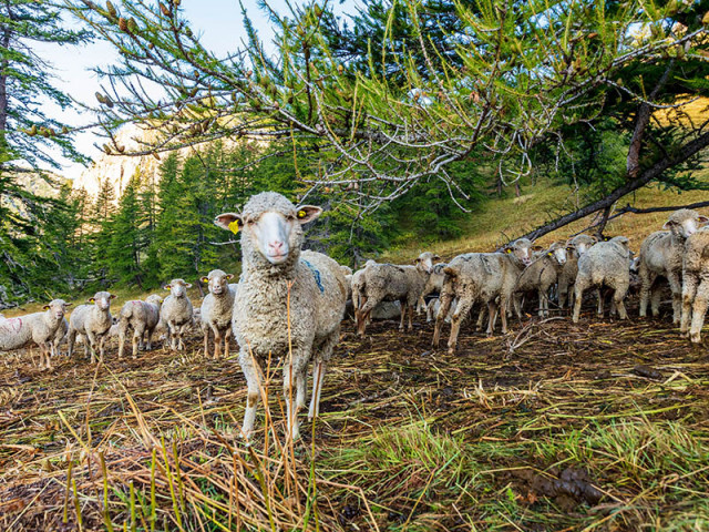 Sheep géolocation