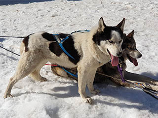 Sleigh dogs