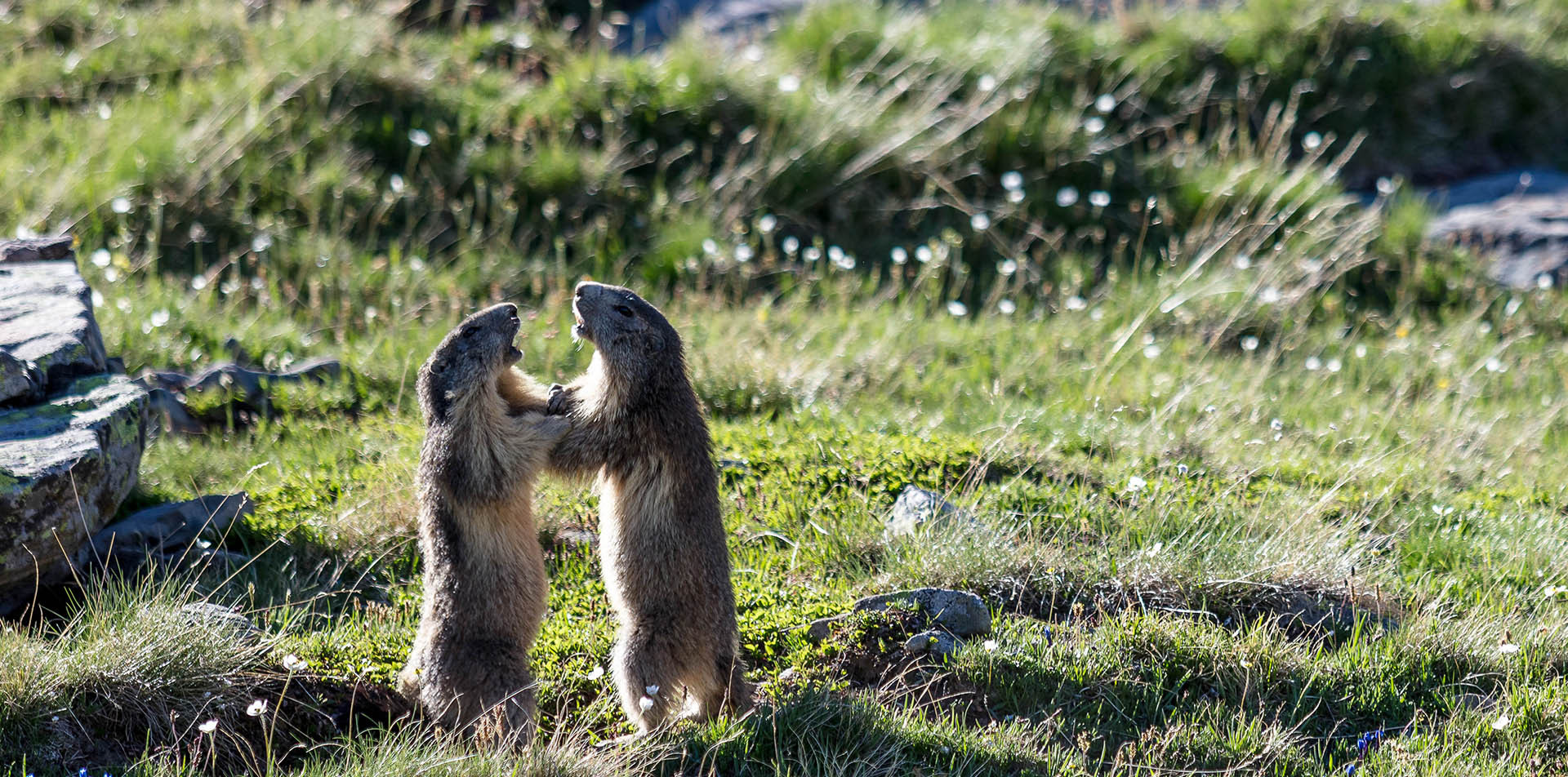 Le Parc national du Mercantour, espace naturel protégé
