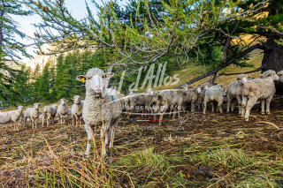 Pastoralisme dans le Val d'Allos