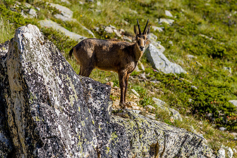 chamois