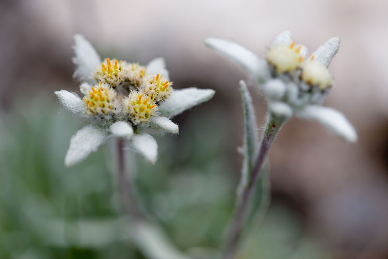 edelweiss