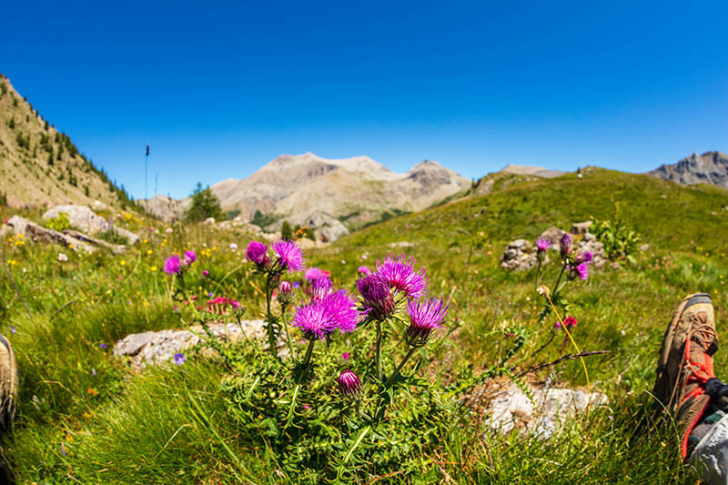 french alps