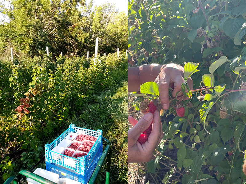 Baies Rouges Sur Vigne Alimentations, produits régionaux, traiteur Rouge baies-