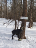 Piste ludique