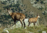 2015_anezin_randonnee_faune_mercantour.jpg