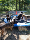 Arlequin Doggy day care_Allos