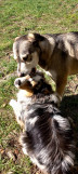 Arlequin Doggy day care_Allos