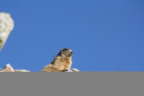 Marmotte