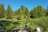 A stream meandering along rocks in a lush meadow, with conifers in the background.