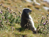 Marmot amidst spring flowers
