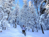 A woman snowshoeing in the middle of a snowy forest
