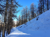 Large, sunny and snow-covered trail for snowshoeing through the trees in winter