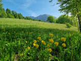 Vaste prairie de montagne comprenant des herbes hautes et des trolles des Alpes