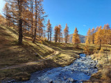 An autumn walking trail, running alongside a stream and an orange larch forest