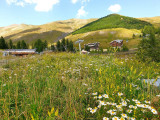 A flowering mountain meadow in front of the Marin Pascal chairlift in the Val d'Allos - La Foux resort. In the background, houses and mountains.