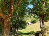 Mountain meadow bordering the forest, forest cabin, vegetation