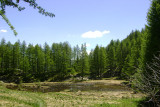 Plan d'eau au milieu d'une forêt de conifères