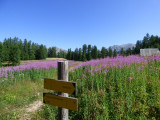 Sentier de la randonnée de Rochecline, passant au travers d'un champ de fleurs aboutissant à une forêt de conifères