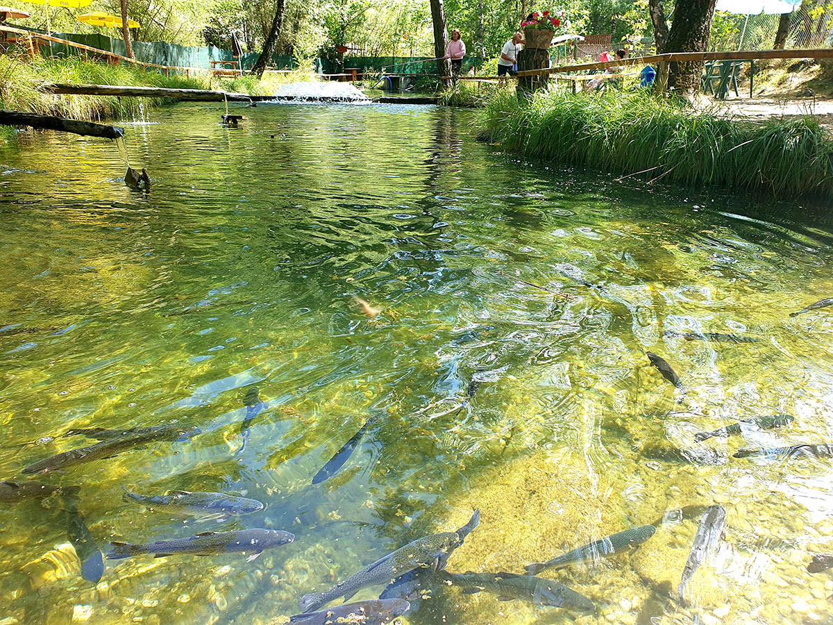 Pêche à la truite Pêche à la truite