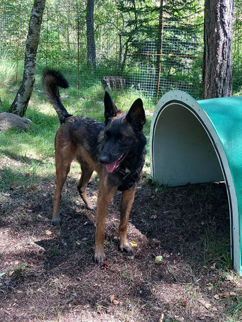 Arlequin Doggy day care_Allos