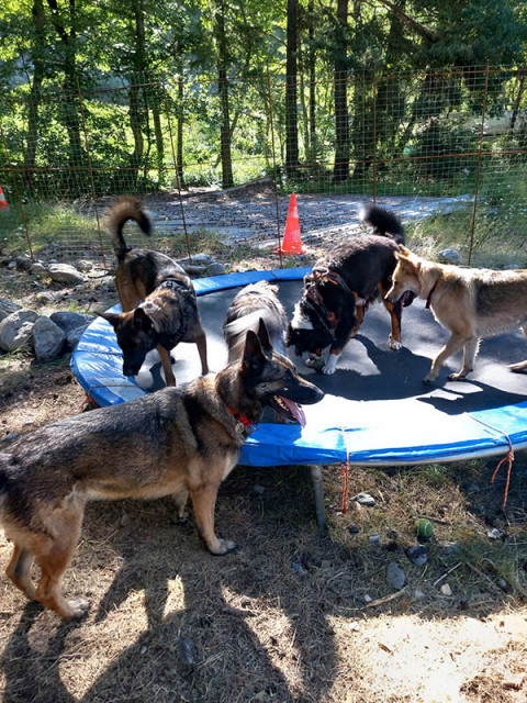 Centre aéré canin l'Arlequin_Allos - © Centre aéré canin l'Arlequin Centre aéré canin l'Arlequin_Allos