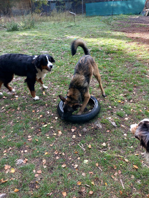 Centre aéré canin l'Arlequin_Allos - © Centre aéré canin l'Arlequin Centre aéré canin l'Arlequin_Allos