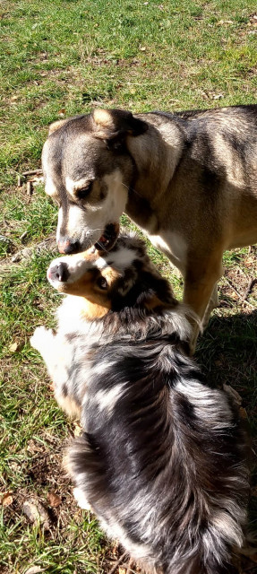 Centre aéré canin l'Arlequin_Allos - © Centre aéré canin l'Arlequin Centre aéré canin l'Arlequin_Allos