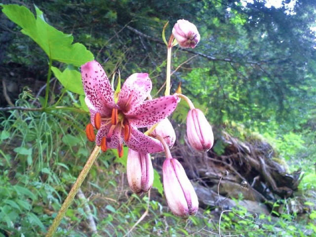 2015_anezin_randonnee_flore_mercantour.jpg 2015_anezin_randonnee_flore_mercantour.jpg