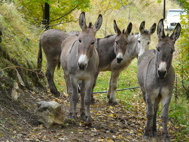 val d'allos, location d'anes