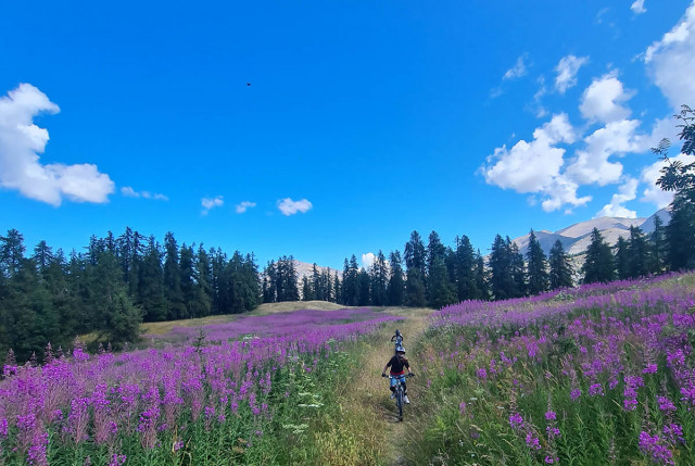 View of the e-MTB route, two riders in the middle of a field of purple flowers surrounded by conifers, mountains and blue sky in the background.