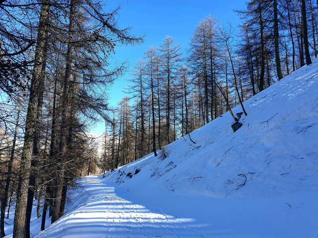 Large, sunny and snow-covered trail for snowshoeing through the trees in winter - © office de tourisme du Val d'Allos Large, sunny and snow-covered trail for snowshoeing through the trees in winter