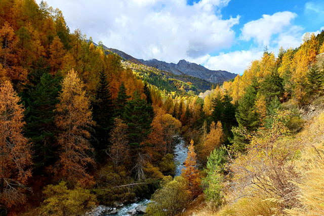Panorama d'une forêt de mélèzes aux couleurs automnales (orange, jaune) et de conifères verts autour du Verdon sinueux. Montagnes en arrière-plan