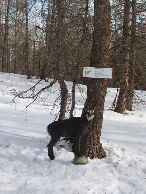 Chamois grandeur nature en plastique sur le côté d'un piste de ski, panneau explicatif du Parc National du Mercantour - © vald Chamois grandeur nature en plastique sur le côté d'un piste de ski, panneau explicatif du Parc National du Mercantour