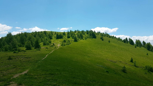 A large, lush mountain meadow with a dirt path winding through a coniferous forest