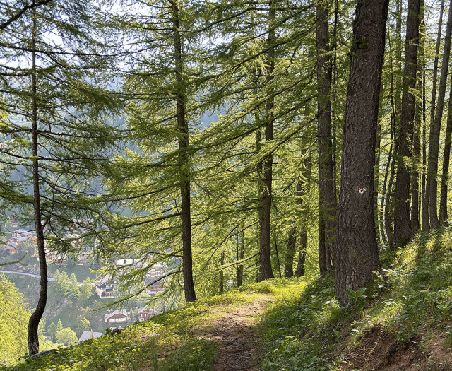 E-mountain bike trail in the heart of a coniferous forest, overlooking the houses of La Foux village visible below - © mairie allos E-mountain bike trail in the heart of a coniferous forest, overlooking the houses of La Foux village visible below