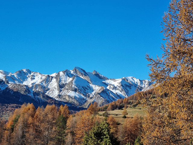 Panoramic view of a snow-covered mountain seen from a larch forest in autumn
