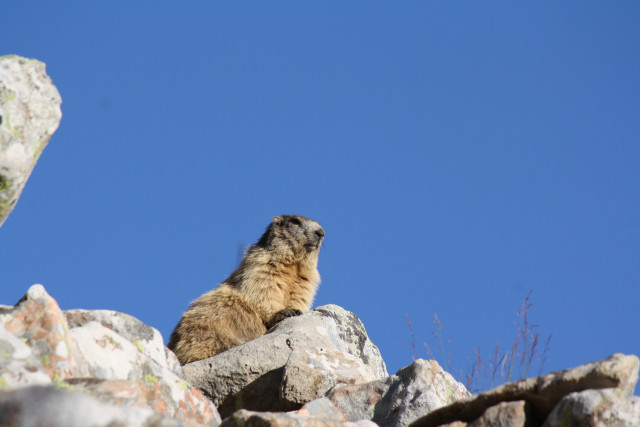 Marmotte Marmotte
