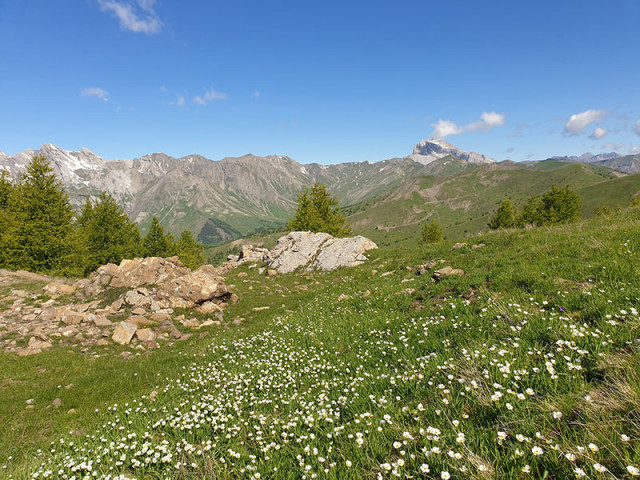 A vast mountain meadow in bloom in spring, with a view of green ridges and mountains in the background