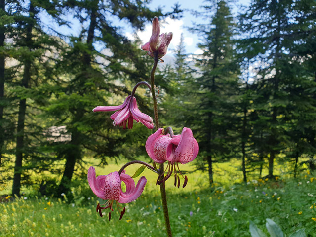 Plant de lys martagon au milieu d'une clairière boisée - © office de tourisme du Val d'Allos CB Plant de lys martagon au milieu d'une clairière boisée