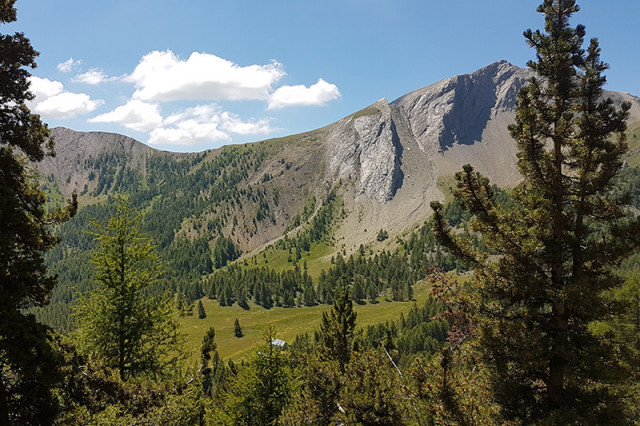 Vallée de montagne boisée, conifères