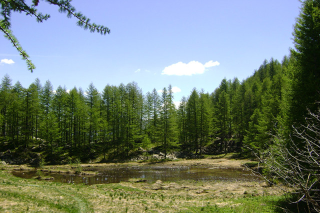 Plan d'eau au milieu d'une forêt de conifères