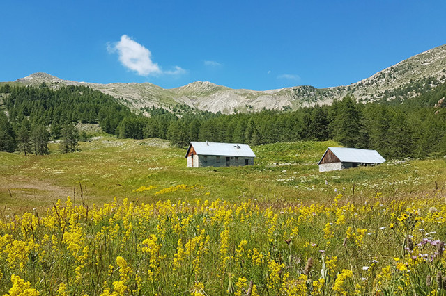 Maison forestière de Valdemars au printemps, deux maisons situées en bordure de forêt de montagne, fleurs jaunes au milieu d'une prairie