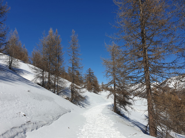 Large, sunny and snow-covered trail for snowshoeing through the trees in winter - © office de tourisme du Val d'Allos Large, sunny and snow-covered trail for snowshoeing through the trees in winter