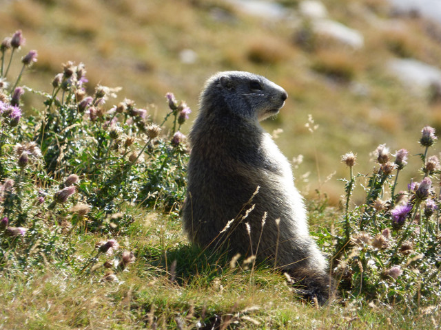 Marmotte au milieu des fleurs de printemps - © B Courbon Marmotte au milieu des fleurs de printemps