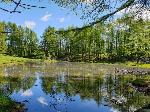 Lac aux Grenouilles, étendue d'eau au milieu d'une forêt de conifères