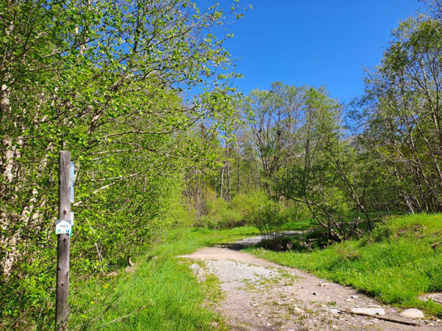 Large sentier plat de trail passant en forêt