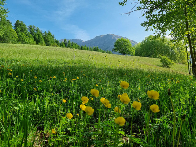 Vaste prairie de montagne comprenant des herbes hautes et des trolles des Alpes